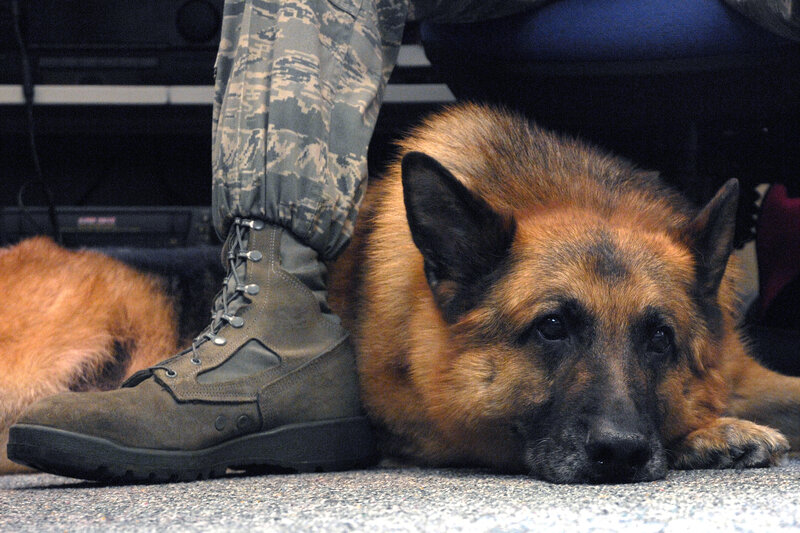 German Shepherd Dog — Brown, Calm, Photograph, Person, Boot
