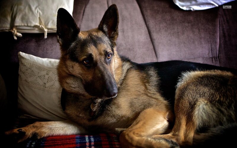 German Shepherd Dog — Brown, Calm, Photograph, Pillow, Couch
