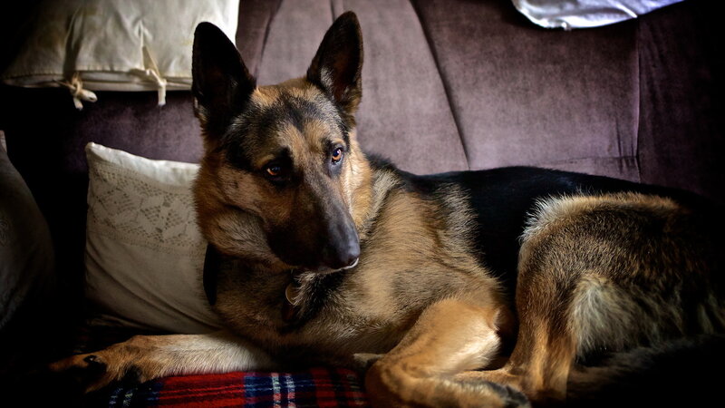 German Shepherd Dog — Brown, Calm, Photograph, Pillow