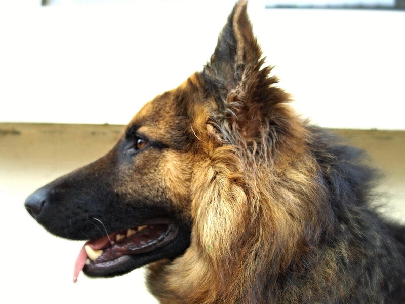 German Shepherd Dog — Brown, Calm, Photograph, Profile