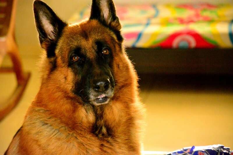 German Shepherd Dog — Brown, Calm, Photograph, Rocking Chair