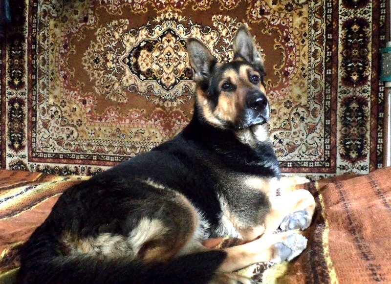German Shepherd Dog — Brown, Calm, Photograph, Rug