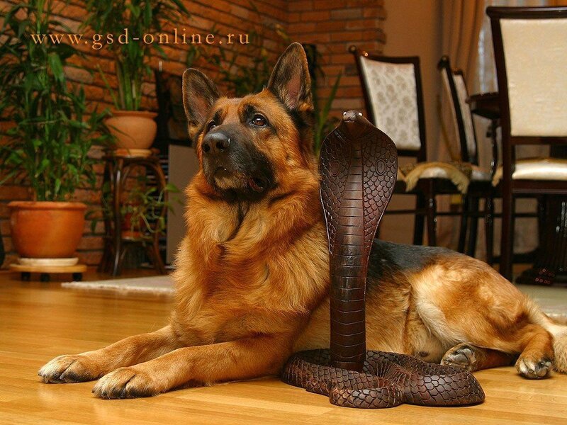 German Shepherd Dog — Brown, Calm, Photograph, Snake Statue