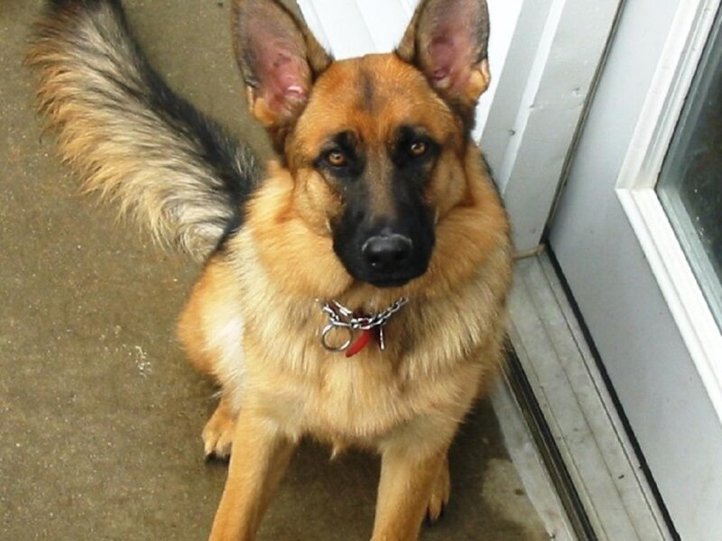 German Shepherd Dog — Brown, Calm, Photograph