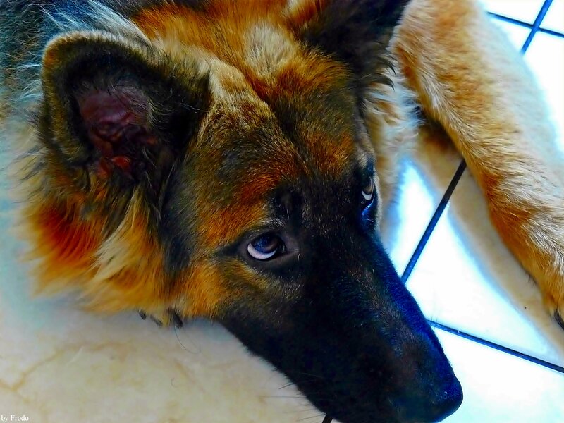 German Shepherd Dog — Brown, Calm, Photograph, Tiled Floor