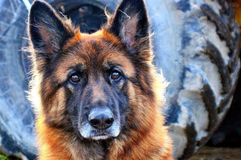 German Shepherd Dog — Brown, Calm, Photograph, Tire