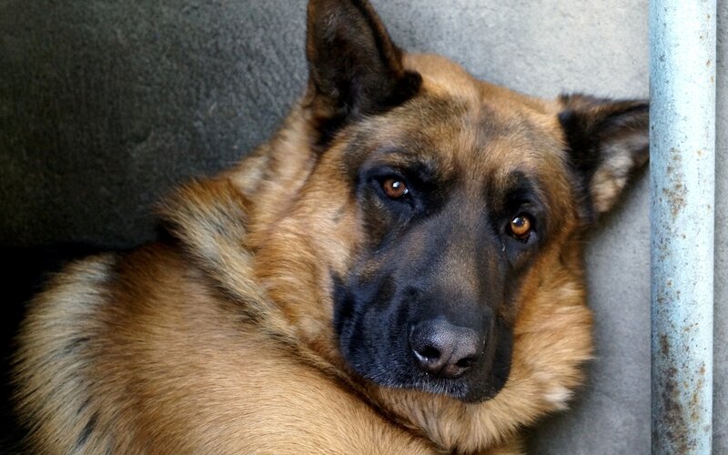 German Shepherd Dog — Brown, Calm, Photograph, Wall