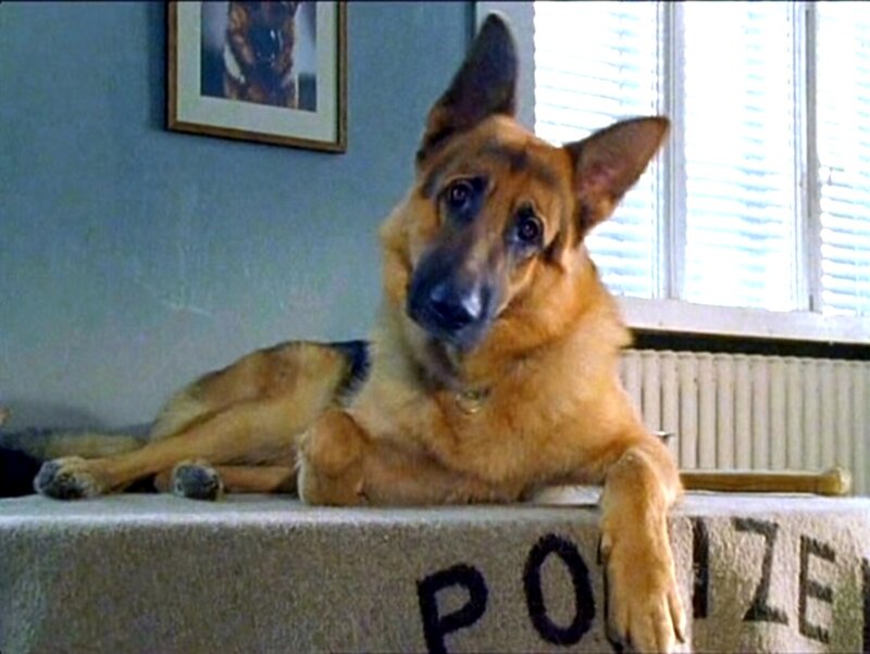 German Shepherd Dog — Brown, Calm, Photograph, Window, Radiator