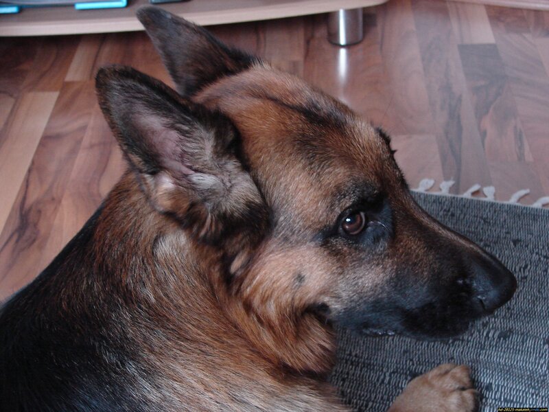 German Shepherd Dog — Brown, Calm, Photograph, Wood Floor