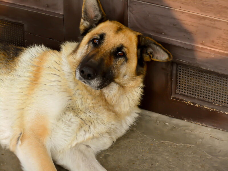 German Shepherd Dog — Brown, Calm, Photograph, Wooden Wall