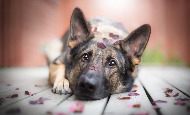 German Shepherd Dog — Brown, Calm, Spring