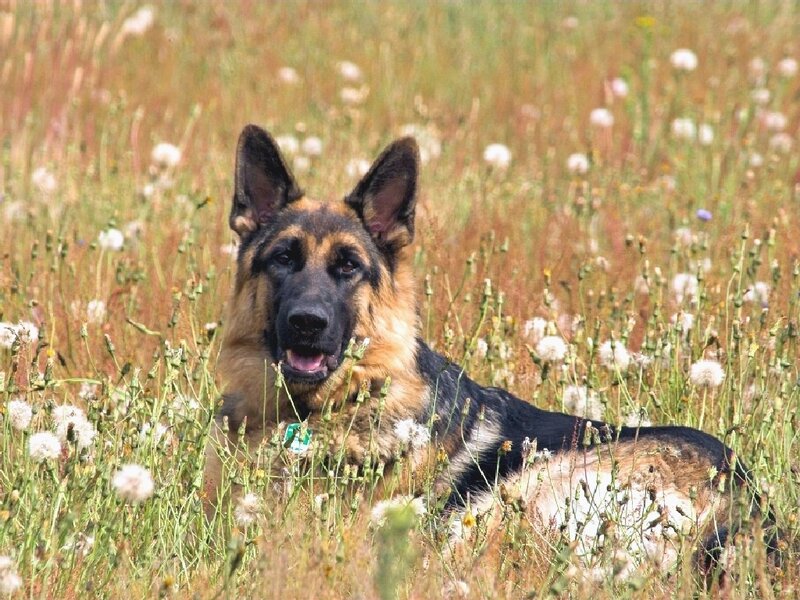 German Shepherd Dog — Brown, Calm, Summer, Photograph, Field