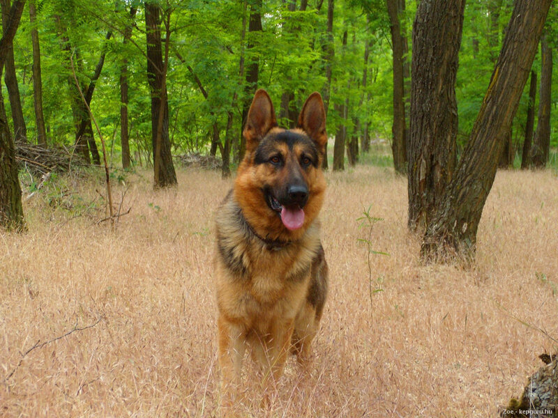 German Shepherd Dog — Brown, Calm, Summer, Photograph