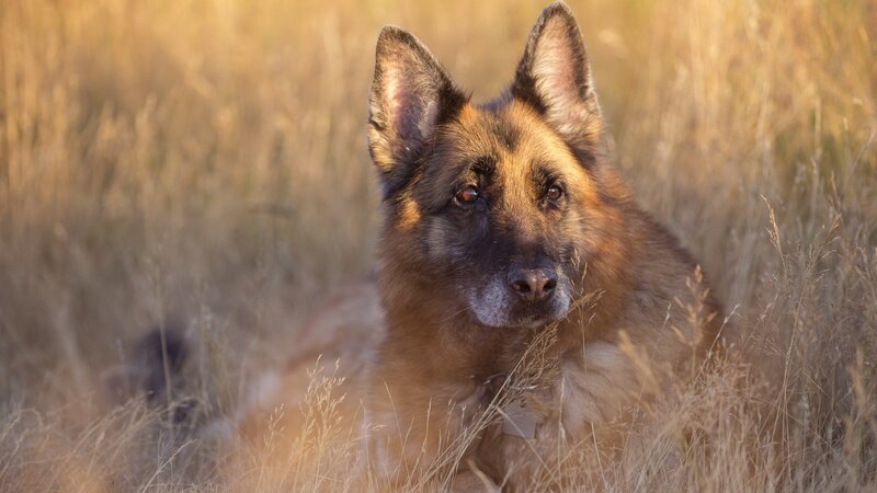 German Shepherd Dog — Brown, Calm, Sunset, Photograph, Grass