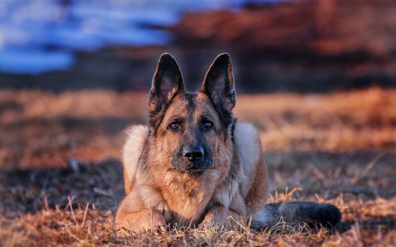 German Shepherd Dog — Brown, Calm, Sunset, Photograph