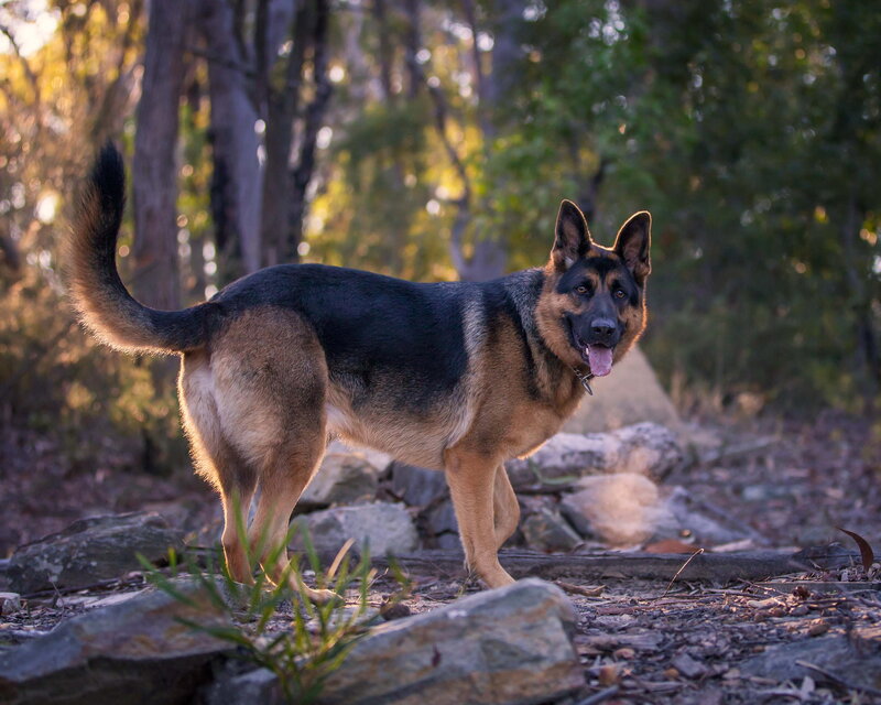 German Shepherd Dog — Brown, Calm, Sunset, Photograph, Trees
