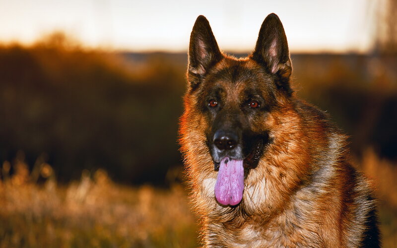 German Shepherd Dog — Brown, Calm, Sunset