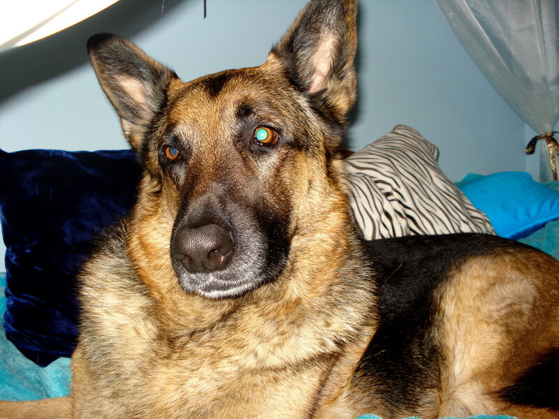 German Shepherd Dog — Brown, Calm