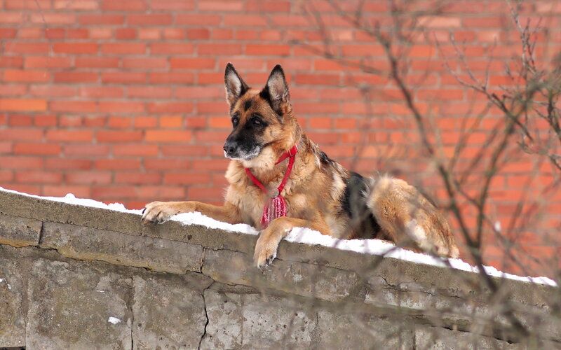 German Shepherd Dog — Brown, Calm, Winter, Photograph, Brick Wall