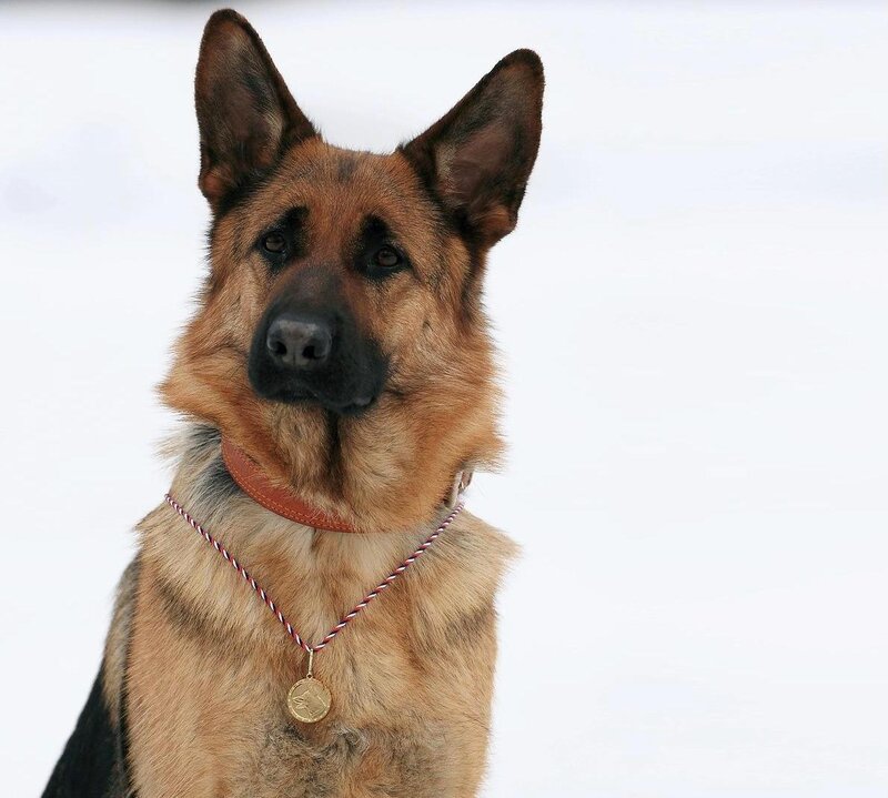 German Shepherd Dog — Brown, Calm, Winter, Photograph, Collar
