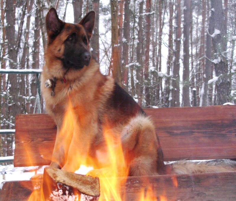 German Shepherd Dog — Brown, Calm, Winter, Photograph, Fire