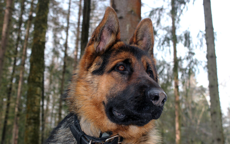 German Shepherd Dog — Brown, Calm, Winter, Photograph, Forest