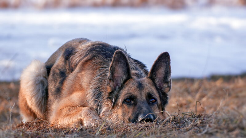 German Shepherd Dog — Brown, Calm, Winter, Photograph, Grass