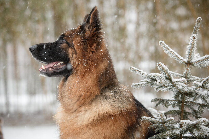 German Shepherd Dog — Brown, Calm, Winter, Photograph, Snow, Pine Tree