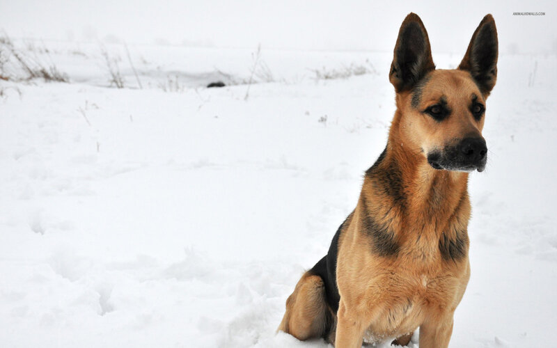 German Shepherd Dog — Brown, Calm, Winter, Photograph, Snow