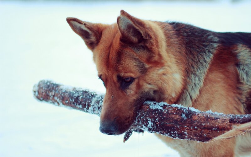 German Shepherd Dog — Brown, Calm, Winter, Photograph, Stick