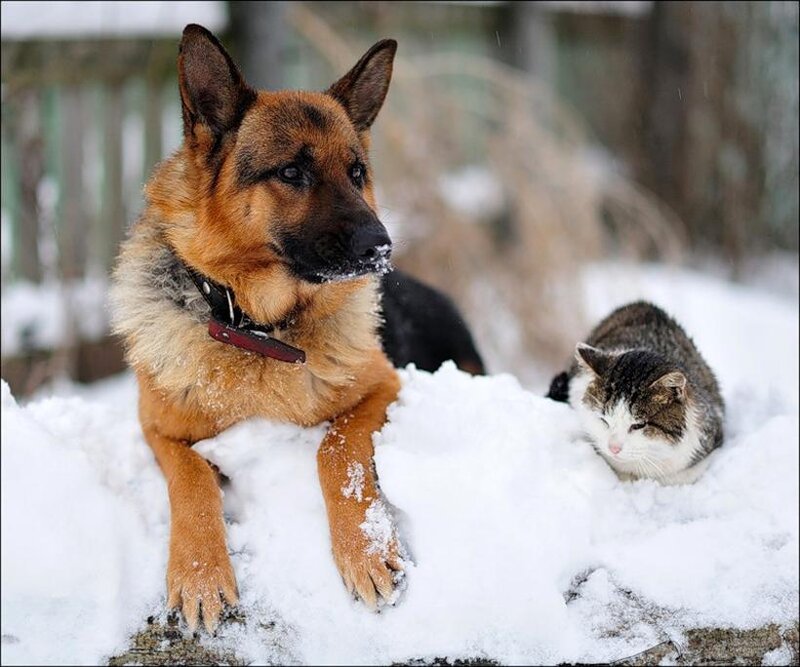 German Shepherd Dog — Brown, Calm, Winter, Photograph