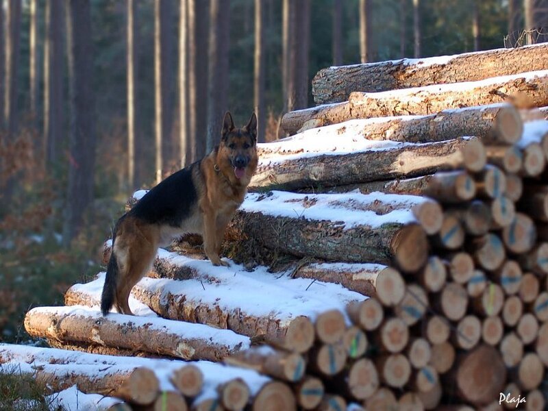 German Shepherd Dog — Brown, Calm, Winter