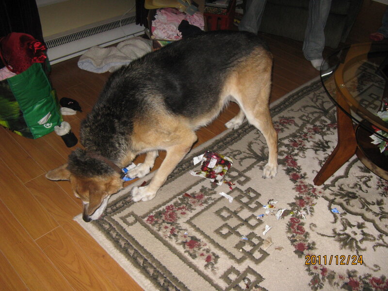 German Shepherd Dog — Brown, Chaotic