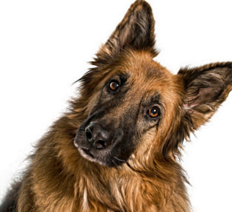 German Shepherd Dog — Brown, Curious