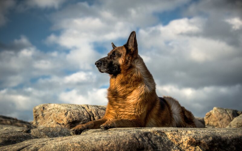 German Shepherd Dog — Brown, Dramatic, Afternoon, Photograph