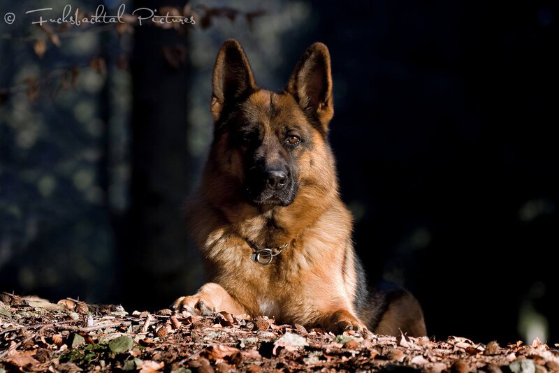 German Shepherd Dog — Brown, Dramatic, Autumn