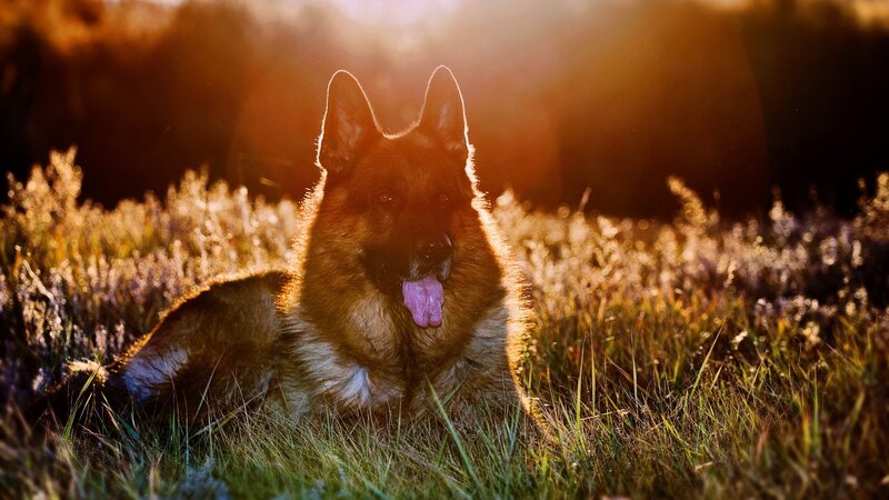 German Shepherd Dog — Brown, Dramatic, Sunset, Photograph, Grass