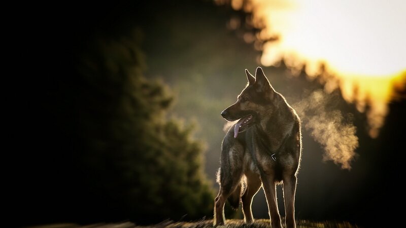 German Shepherd Dog — Brown, Dramatic, Sunset, Photograph