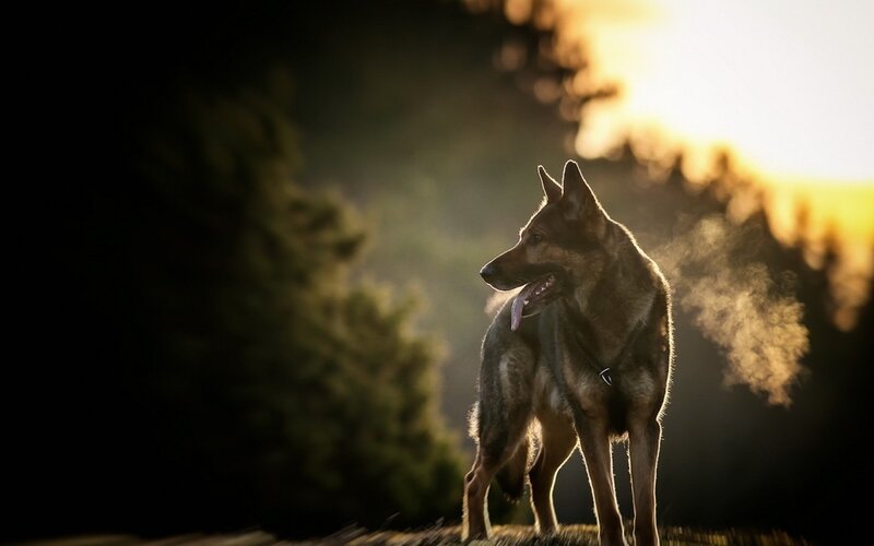 German Shepherd Dog — Brown, Dramatic, Sunset