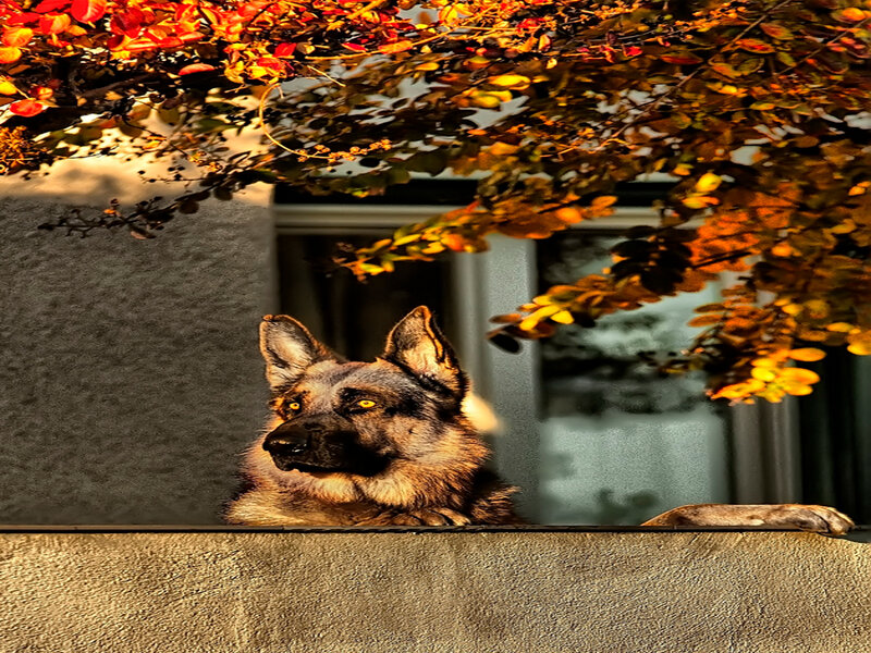 German Shepherd Dog — Brown, Dramatic