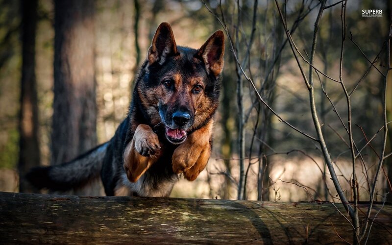 German Shepherd Dog — Brown, Dynamic, Afternoon, Photograph, Log