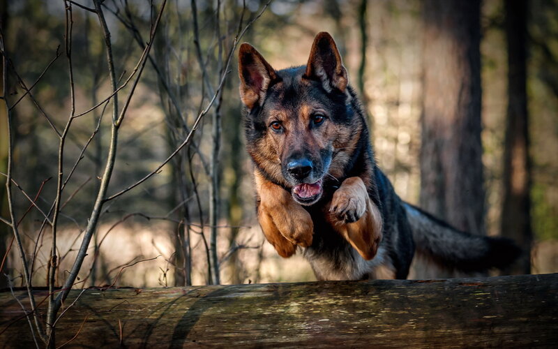 German Shepherd Dog — Brown, Dynamic, Afternoon, Photograph