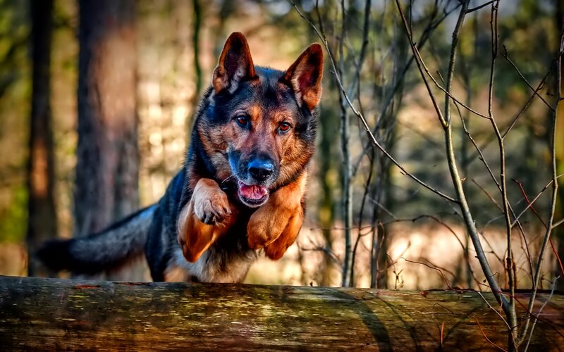 German Shepherd Dog — Brown, Dynamic, Afternoon
