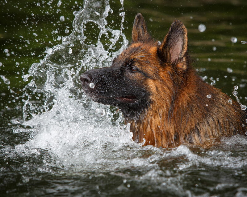 German Shepherd Dog — Brown, Dynamic, Photograph