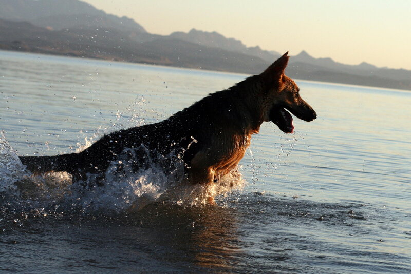 German Shepherd Dog — Brown, Dynamic, Sunset