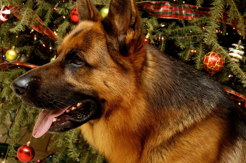 German Shepherd Dog — Brown, Festive