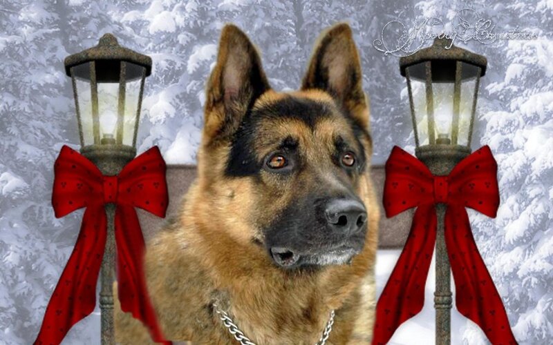 German Shepherd Dog — Brown, Festive, Winter