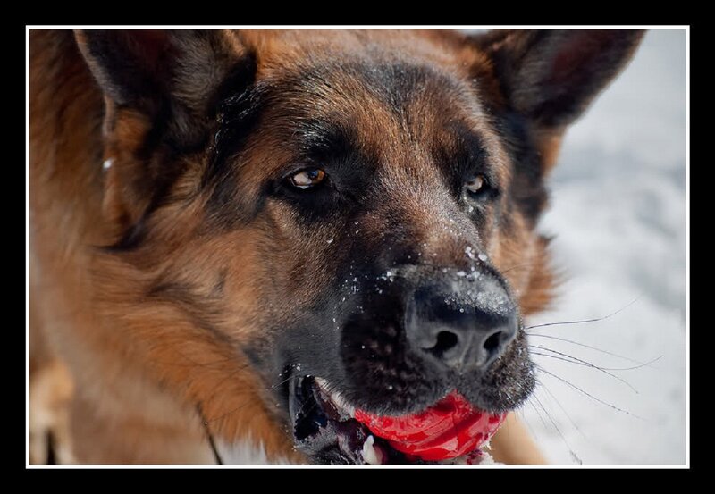 German Shepherd Dog — Brown, Focused