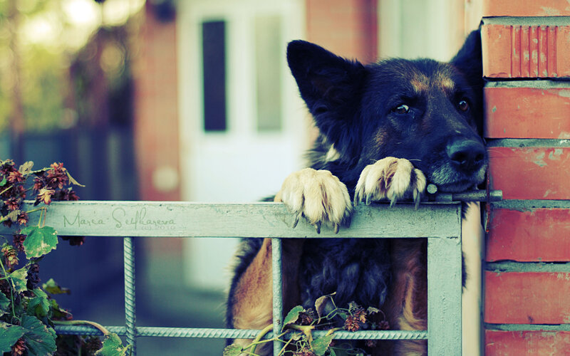 German Shepherd Dog — Brown, Melancholic