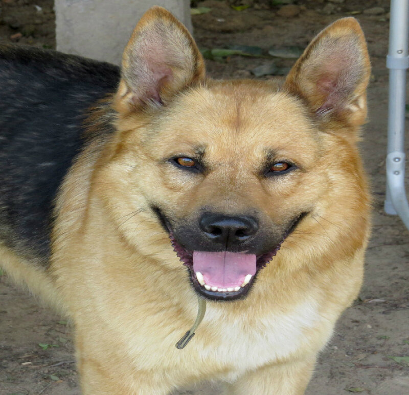 German Shepherd Dog — Brown, Neutral, Afternoon, Photograph